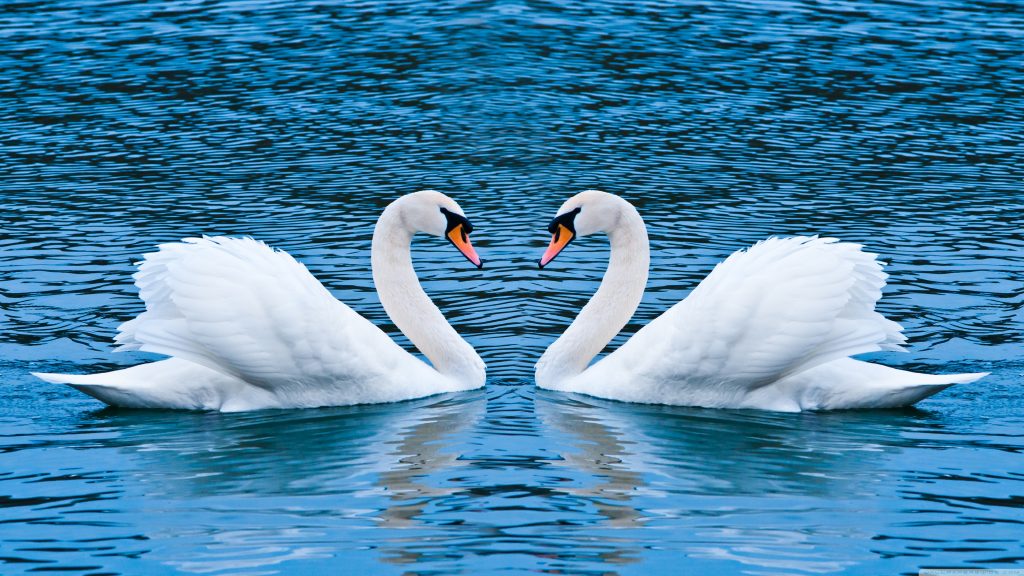 two_swans-wallpaper-3840x2160
